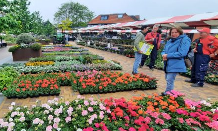 Plantjes markt